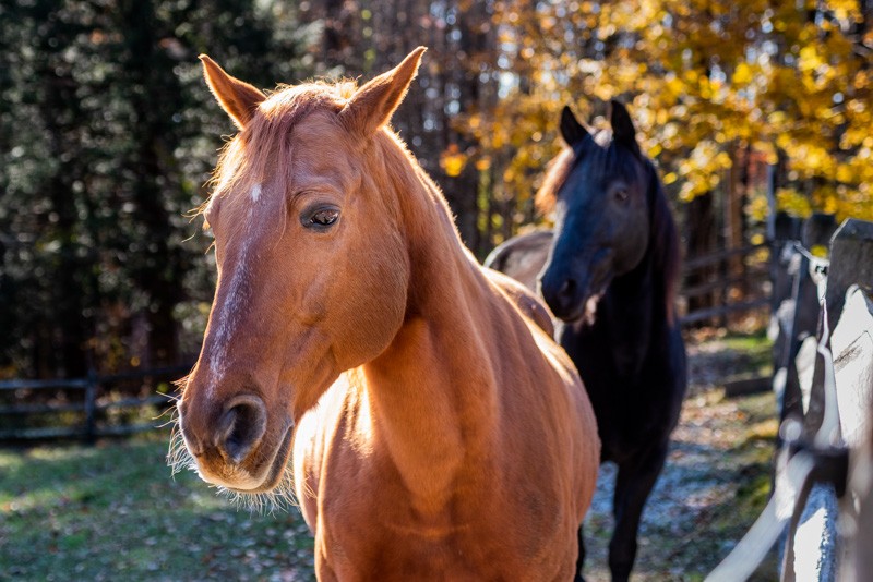 portrait of JJ the horse a Breezy Knoll Farm